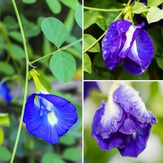 Clitoria ternatea (Clitoria Blue)