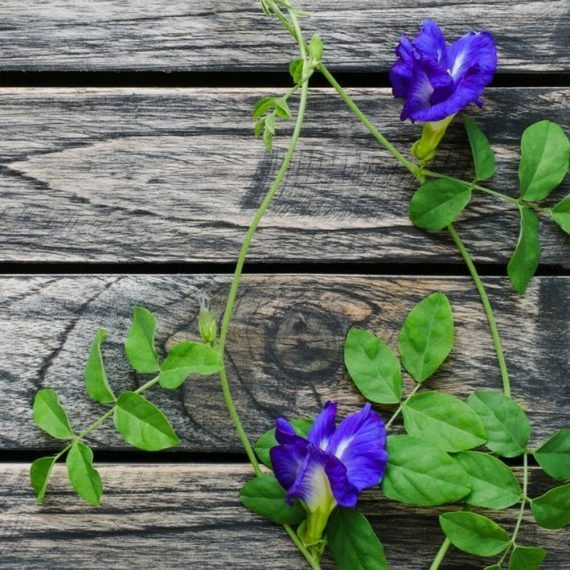 Clitoria ternatea (Clitoria Blue)