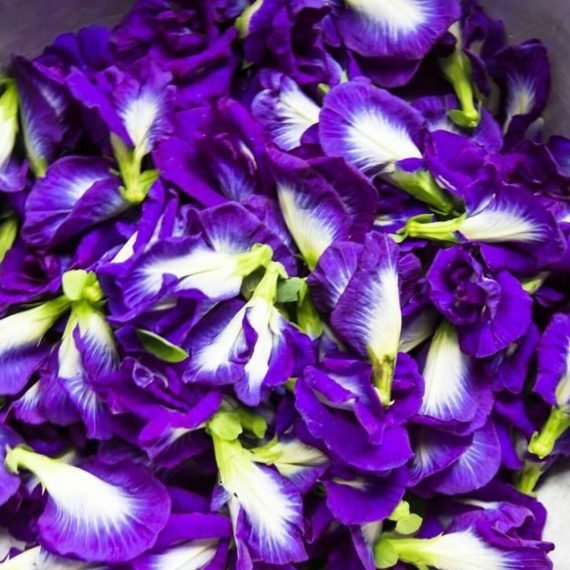 Clitoria ternatea (Clitoria Blue)