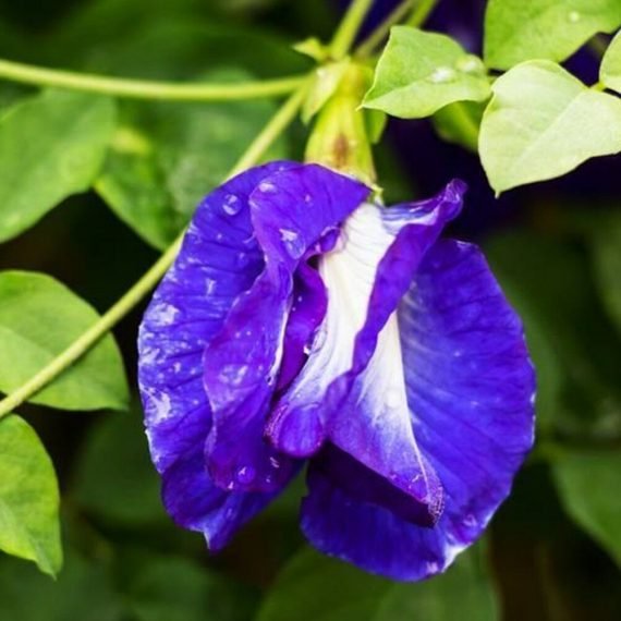 Clitoria ternatea (Clitoria Blue)