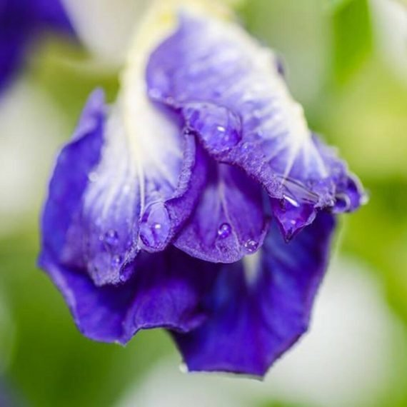 Clitoria ternatea (Clitoria Blue)
