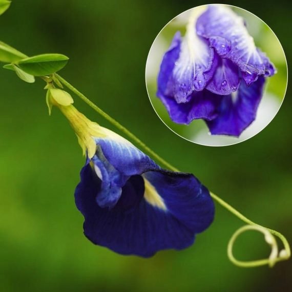 Clitoria ternatea (Clitoria Blue)