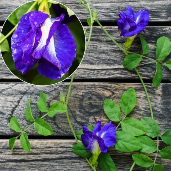 Clitoria ternatea (Clitoria Blue)