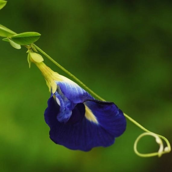 Clitoria ternatea (Clitoria Blue)