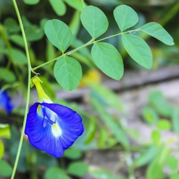 Clitoria ternatea (Clitoria Blue)