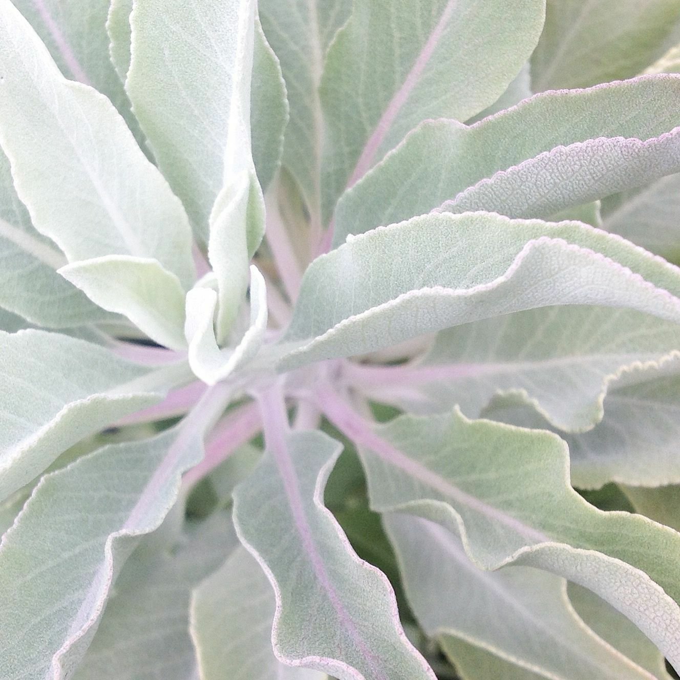 Salvia apiana