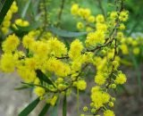 Acacia confusa (Acacia)
