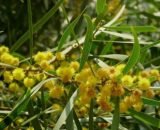 Acacia confusa (Acacia)