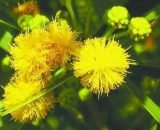 Acacia confusa (Acacia)
