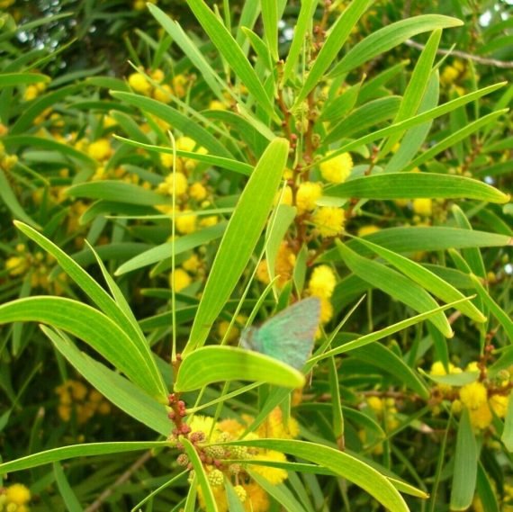 Acacia confusa (Acacia)
