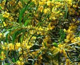 Acacia confusa (Acacia)