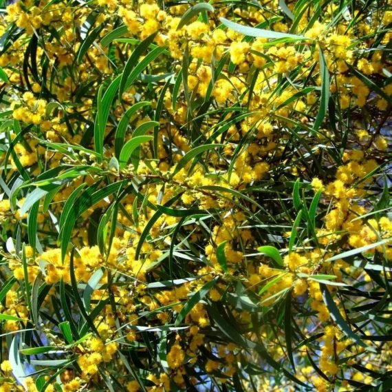 Acacia confusa (Acacia)