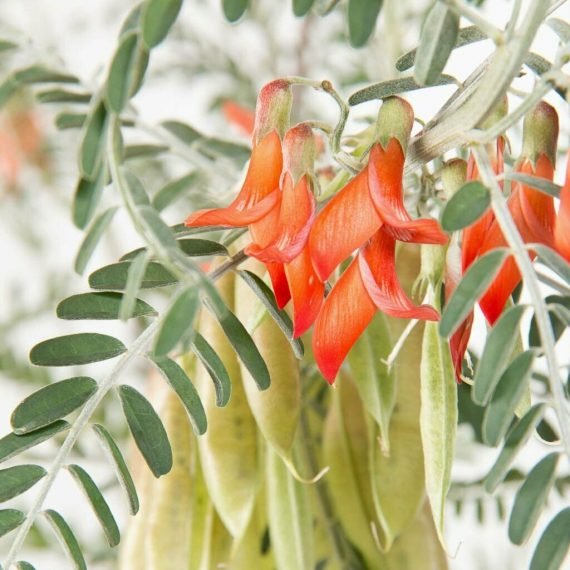 Sutherlandia frutescens (Cancer Bush)