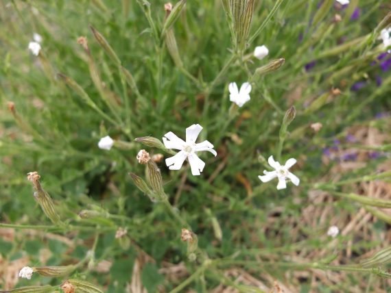 Silene capensis